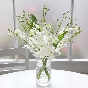 Pure White Orchids